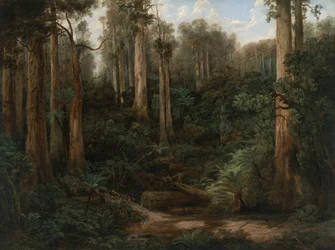 Wąwóz Sassafras, Gippsland